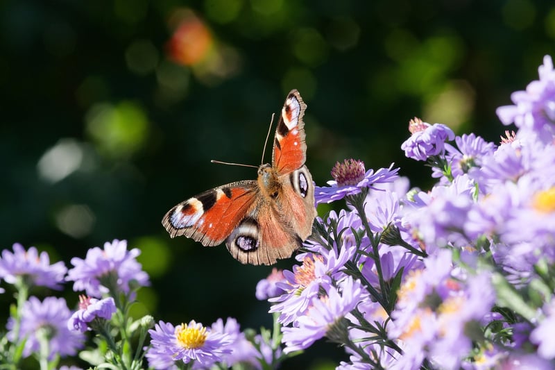 Garden Flowers