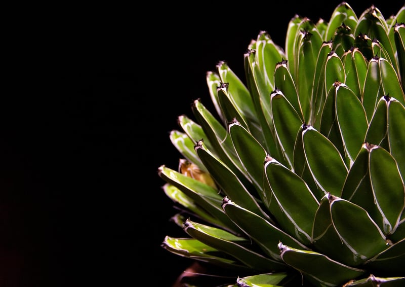 Haworthia