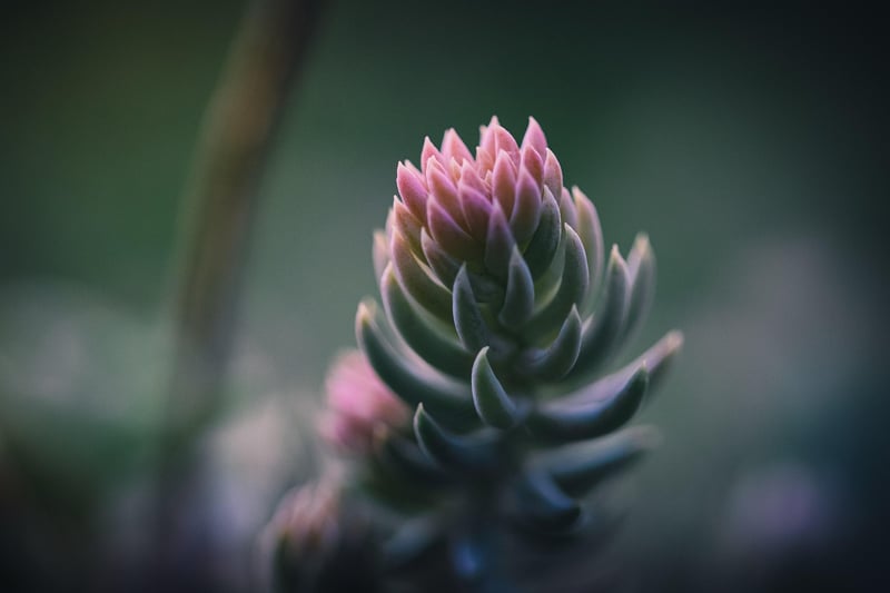 Sedum