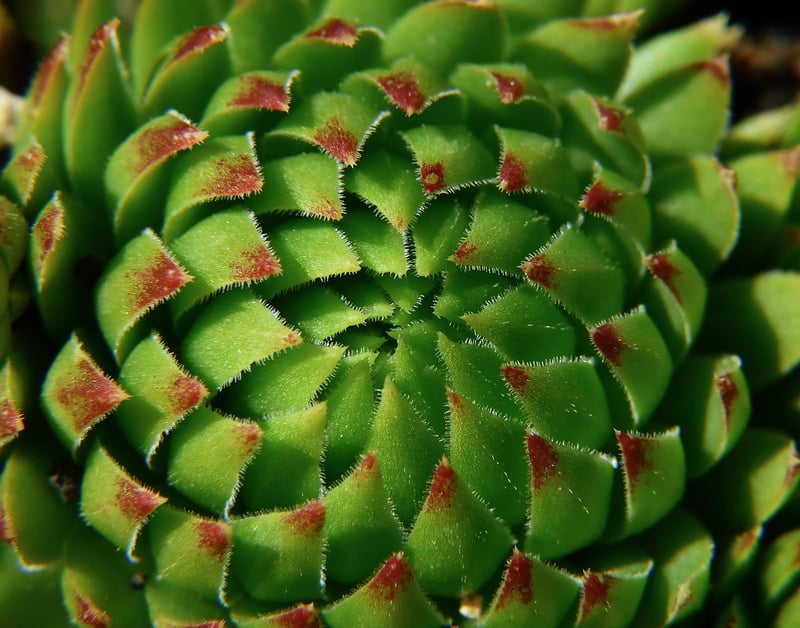 Succulent Display