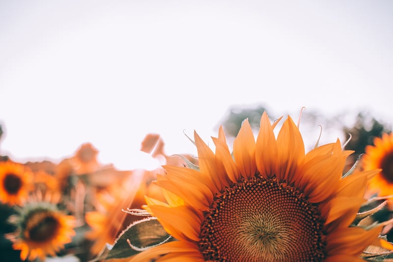 Flower Showcase