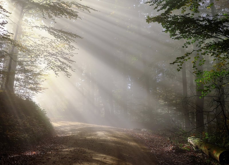 Sunlight in the Garden